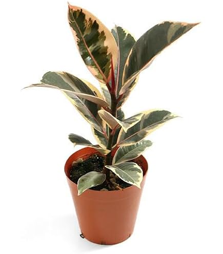 Amazon｜ITANSE フィカス ルビー 8号 1個売り【品種で選べる観葉